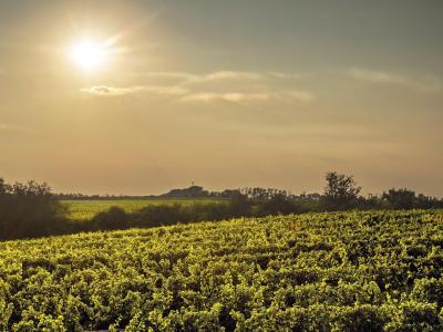 Tramonto in vigna
