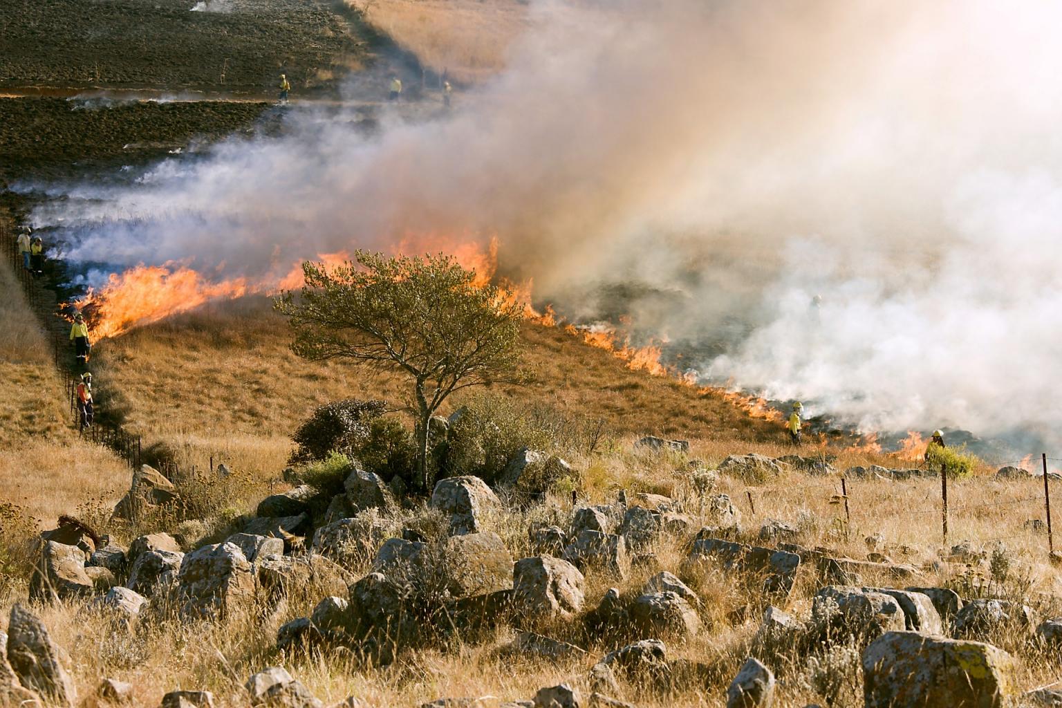 Delitti di incendio e incendio boschivo Filodiritto